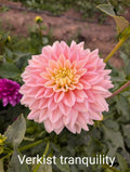 Verkist Tranquility  image 0