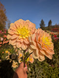 Peaches and Dreams  image 0