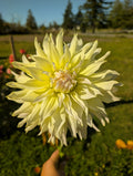Wyns Farmer John image 0