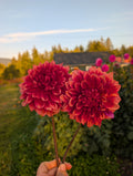 Bloomquist York image 0