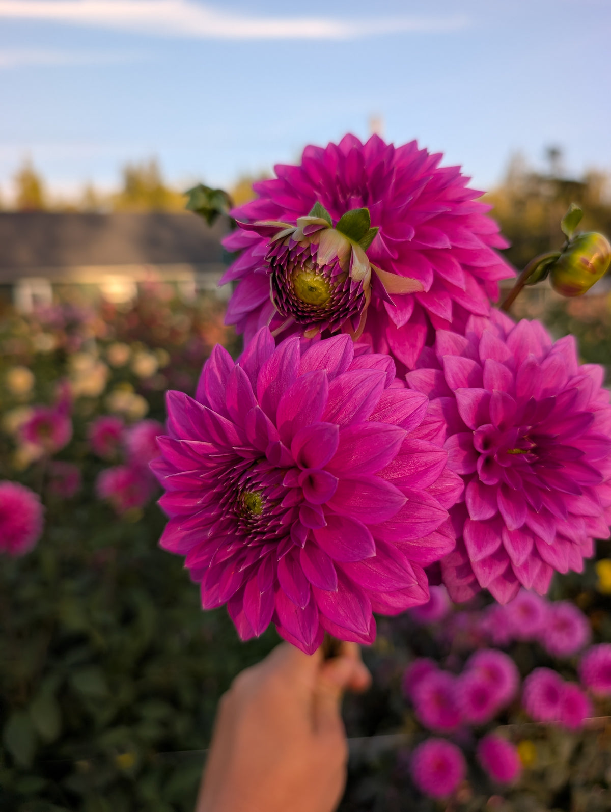 Bloomquist Ruby image 0