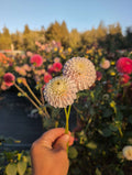 Camano Zoe image 0