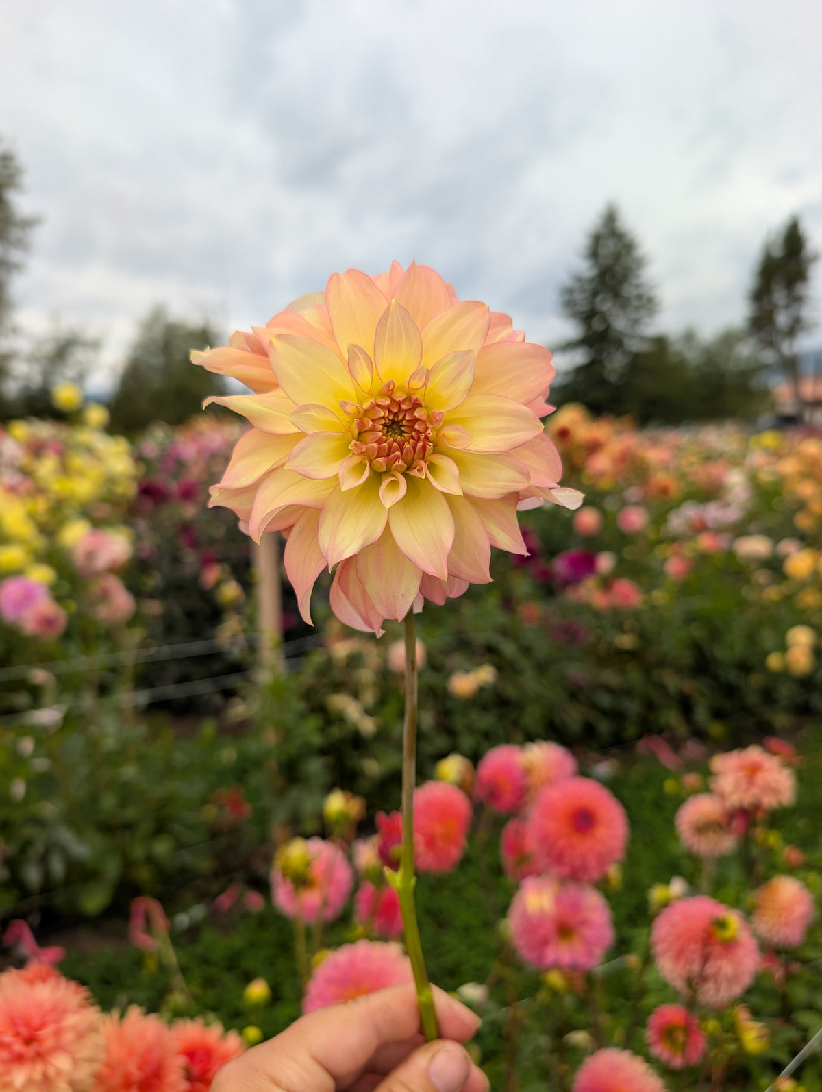Sungates Janet image 0