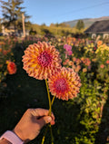 RM Summer Haze image 0