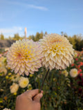 Bloomquist Blush image 0