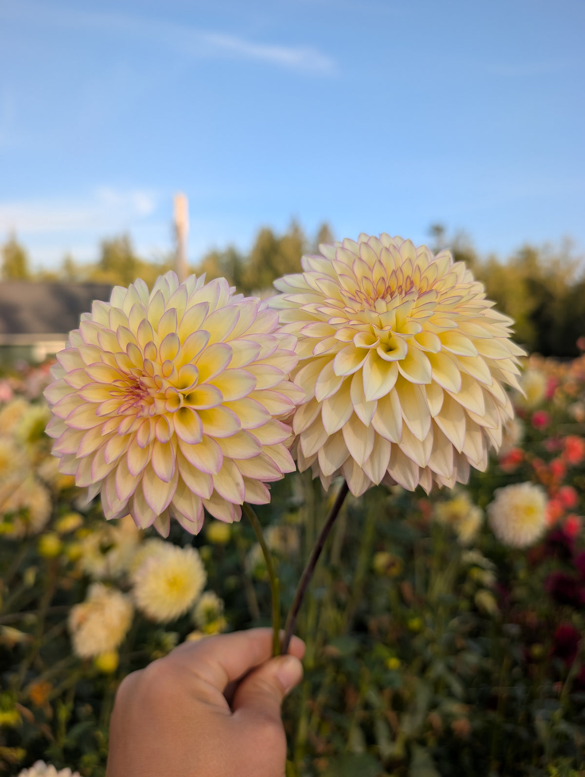 Bloomquist Blush image 0