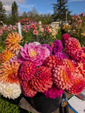 Mystery Pack (5 Tubers) image 0