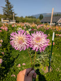 GGs Pink Swirl LIMIT 1  image 0