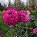 Bloomquist Vivian R image 0