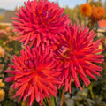 Bloomquist Harmany image 0