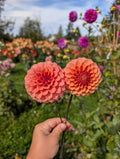 Rose Toscana  image 0