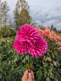 Hollyhill Sweet 16 image 0
