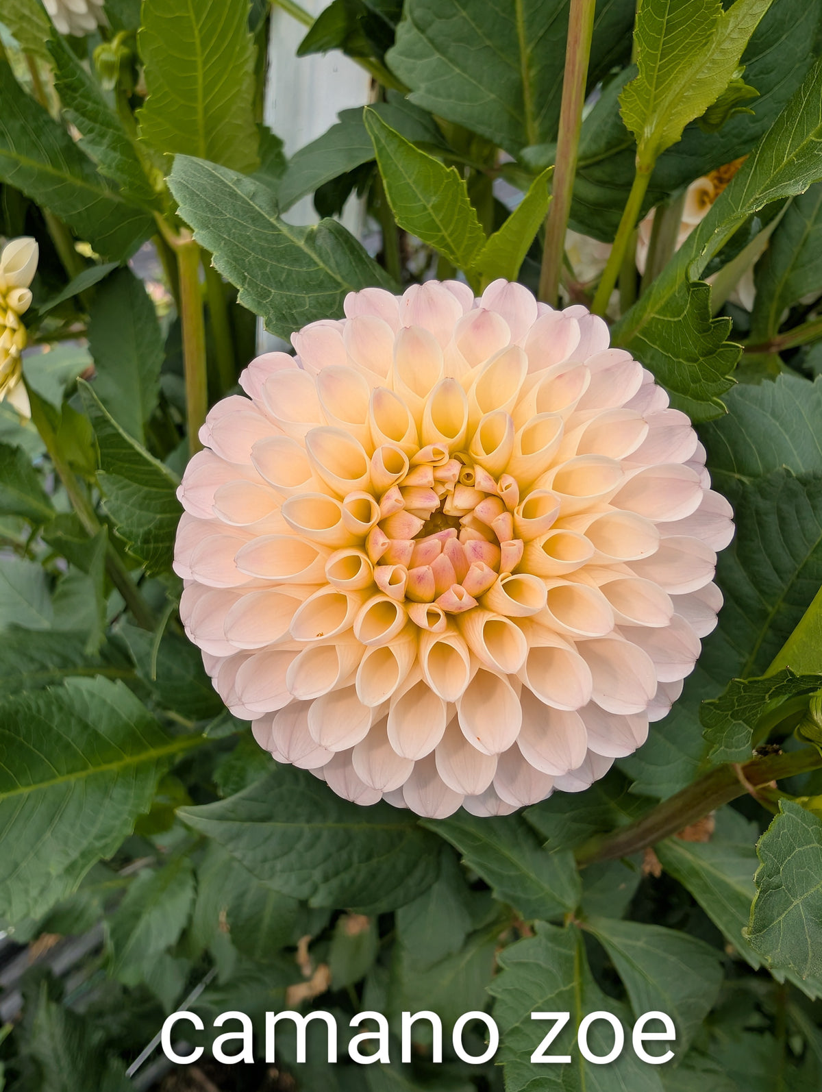 Camano Zoe image 1