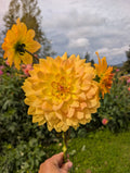 Karma Gold image 0