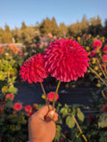 Camano Mystery image 0