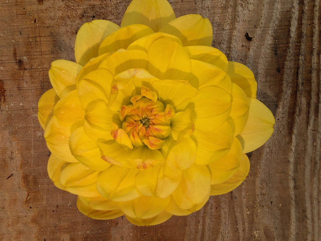 Sandia Gold  image 0