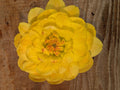 Sandia Gold  image 0