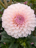 Bloomquist Tori P image 0