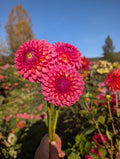 Pink Suffusion  image 0