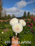 Hollyhill Miss White image 0