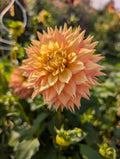 Lees Apricot Fizz image 0