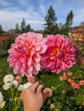 Sandia Rose  image 0