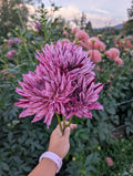 Hollyhill Bewitched image 0