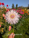 Normandie Wedding Day image 0