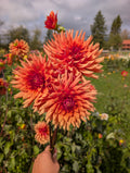 Good Day  image 0