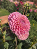 Hamari Rose  image 0