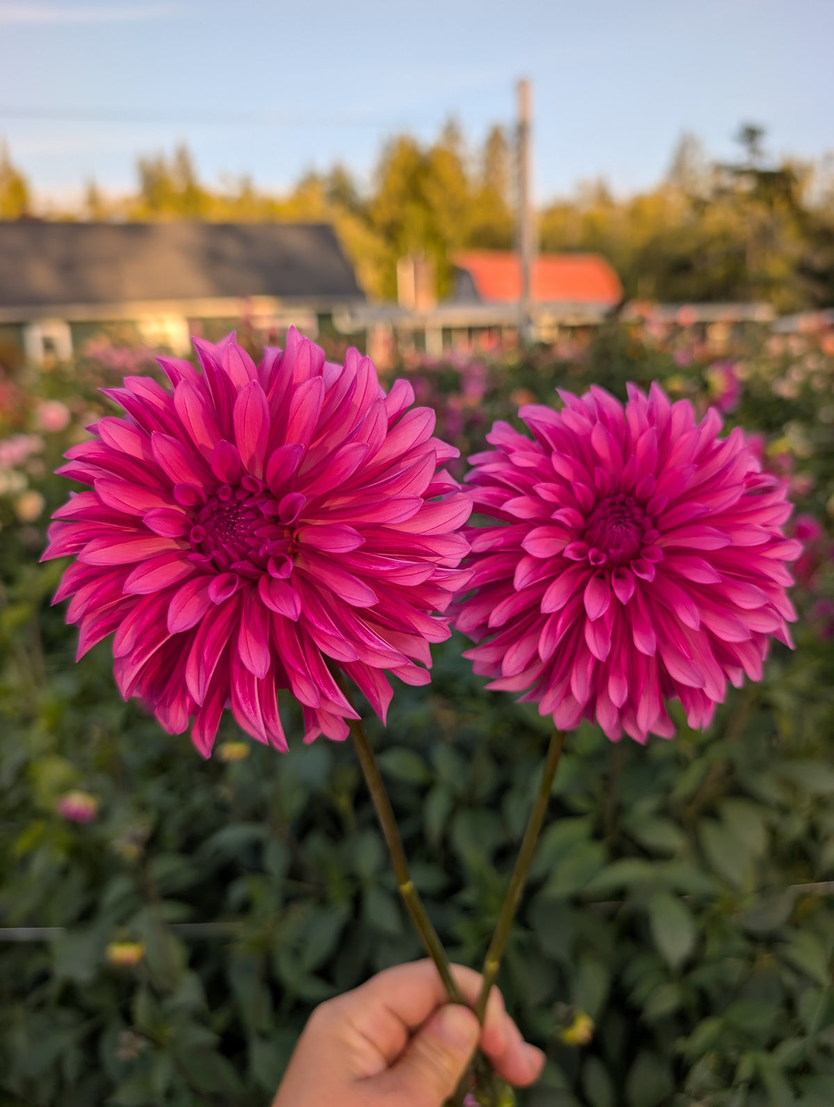Bloomquist Pinwheel image 0