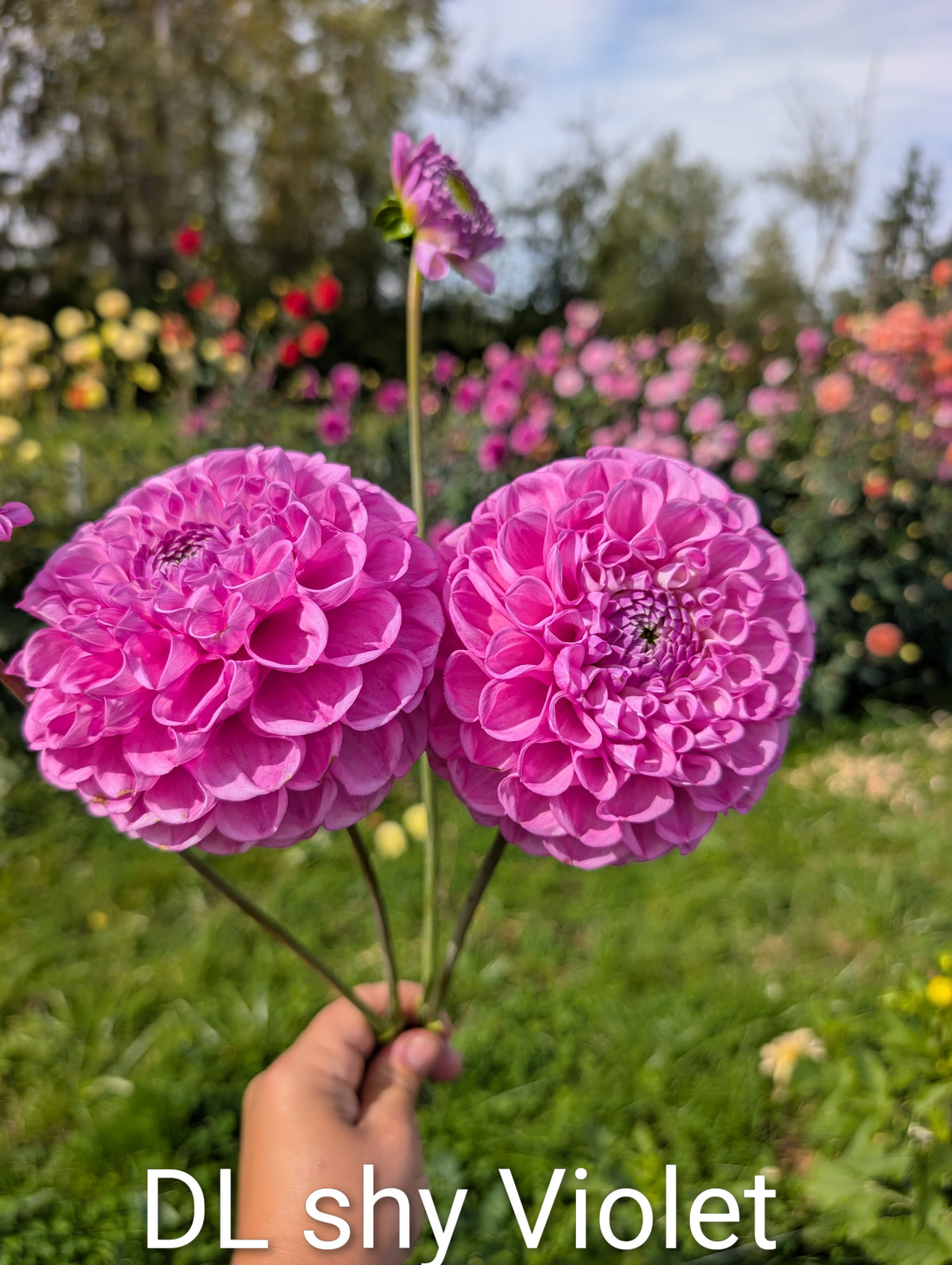 Dandelion Lane Shy Violet image 0