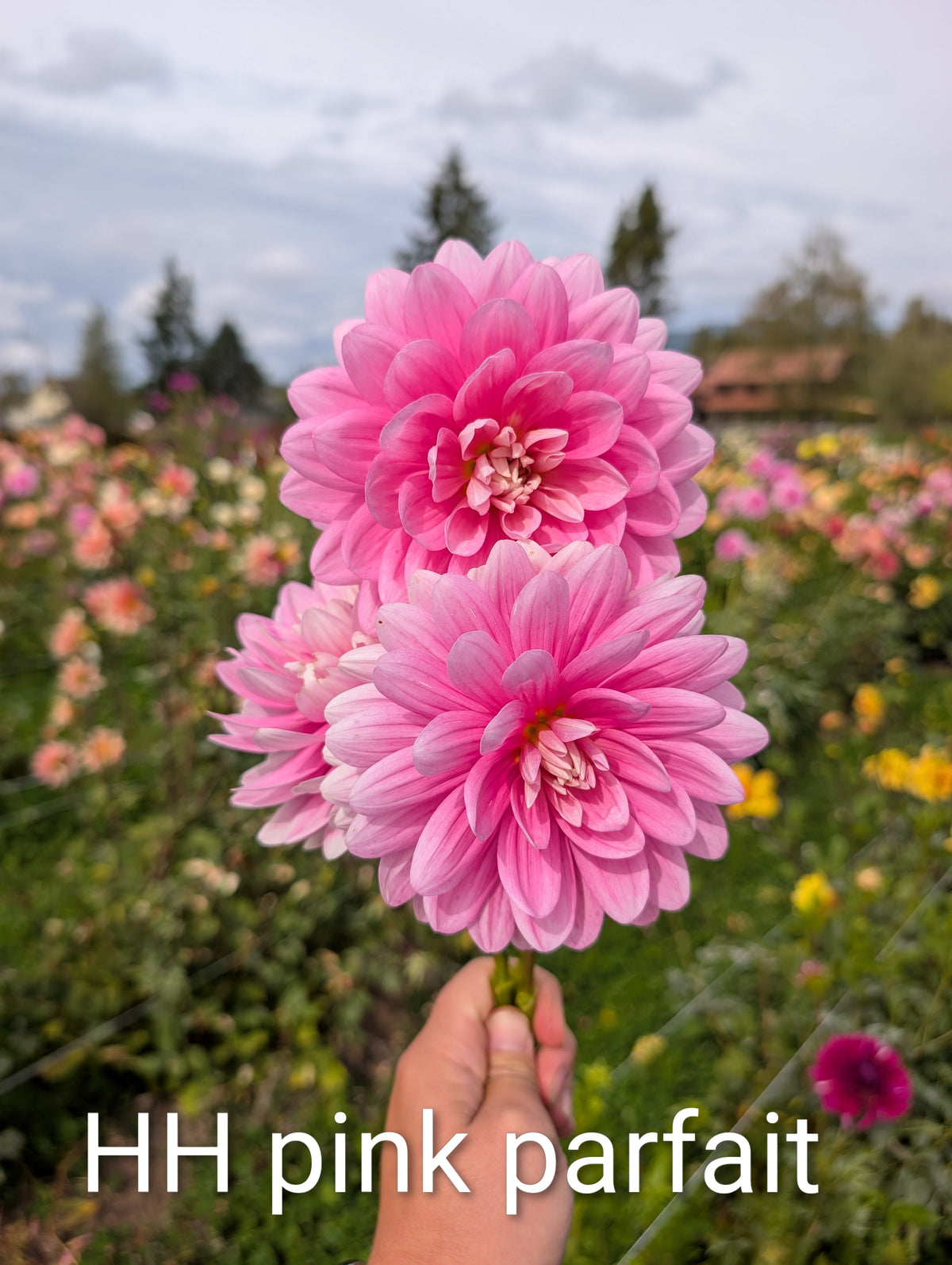 Hollyhill Pink Parfait LIMIT 1  image 0