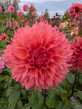 Lees Strawberry Fizz image 0