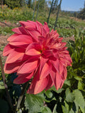 Florelie Candace