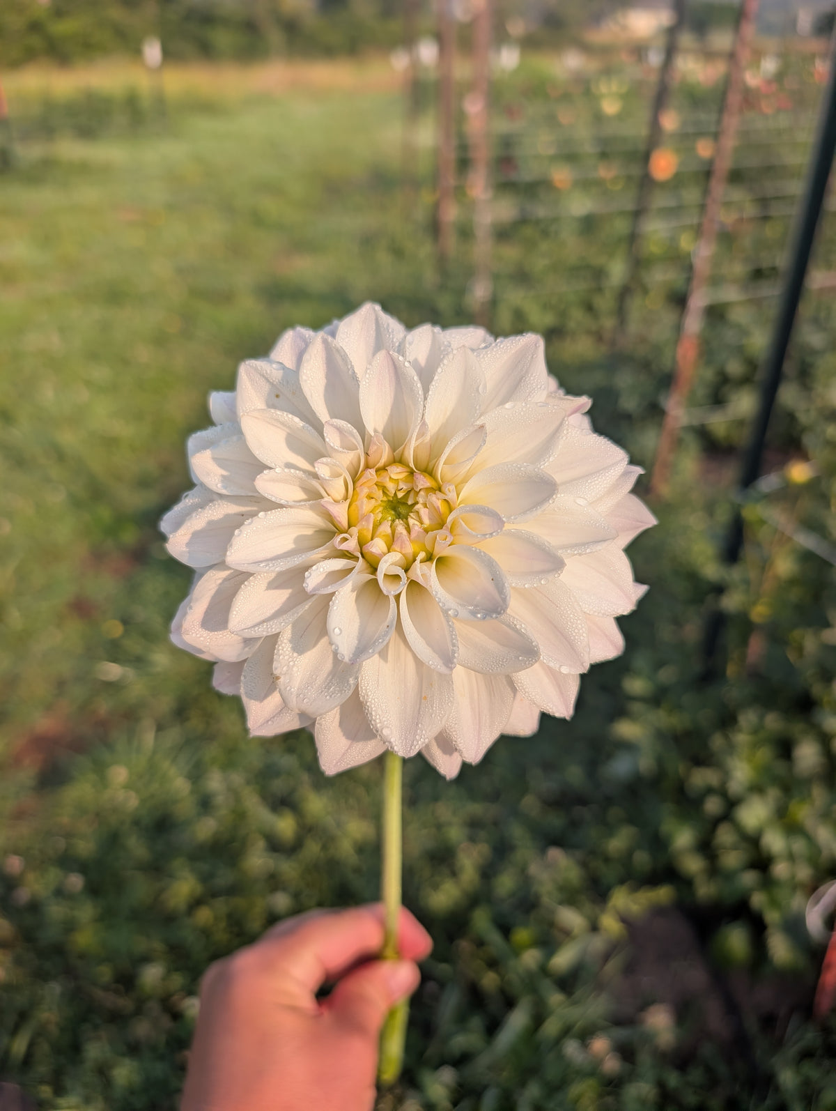 Dandelion Lane's Chantilly Cream