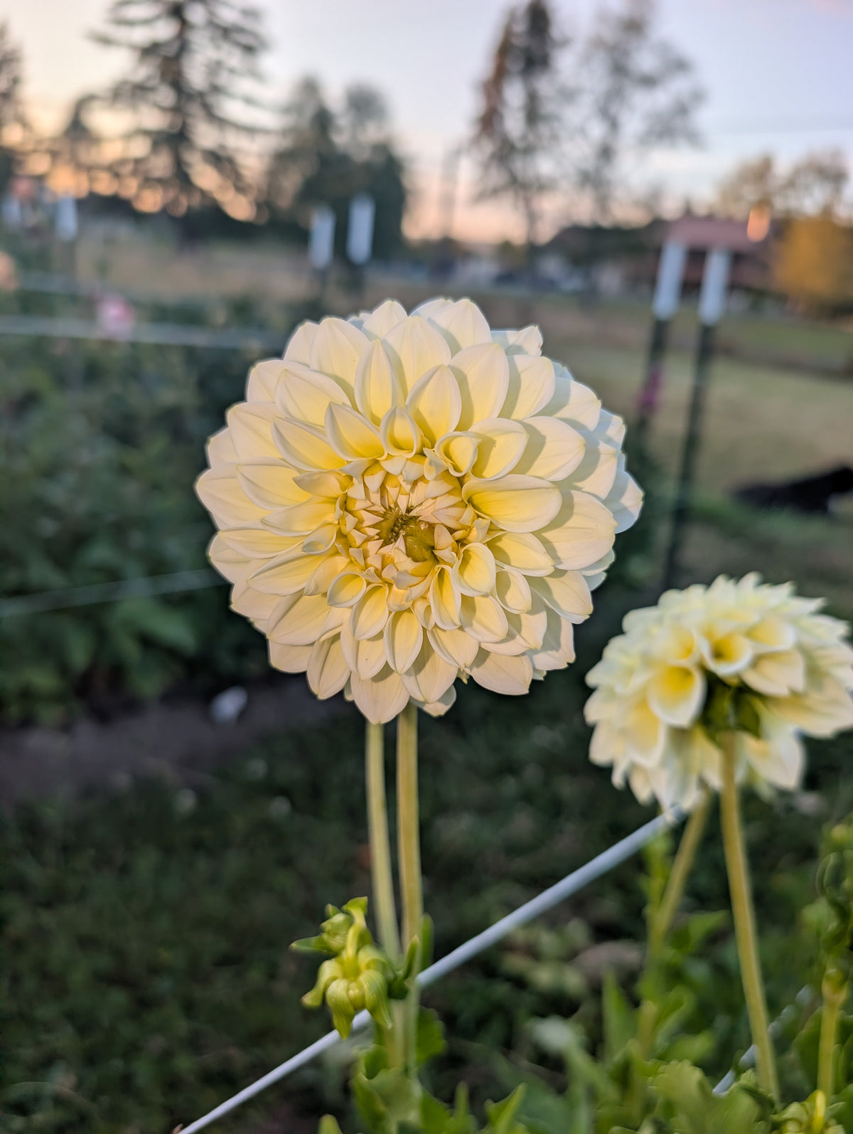 Cream Diane