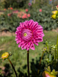 Pink Sylvia