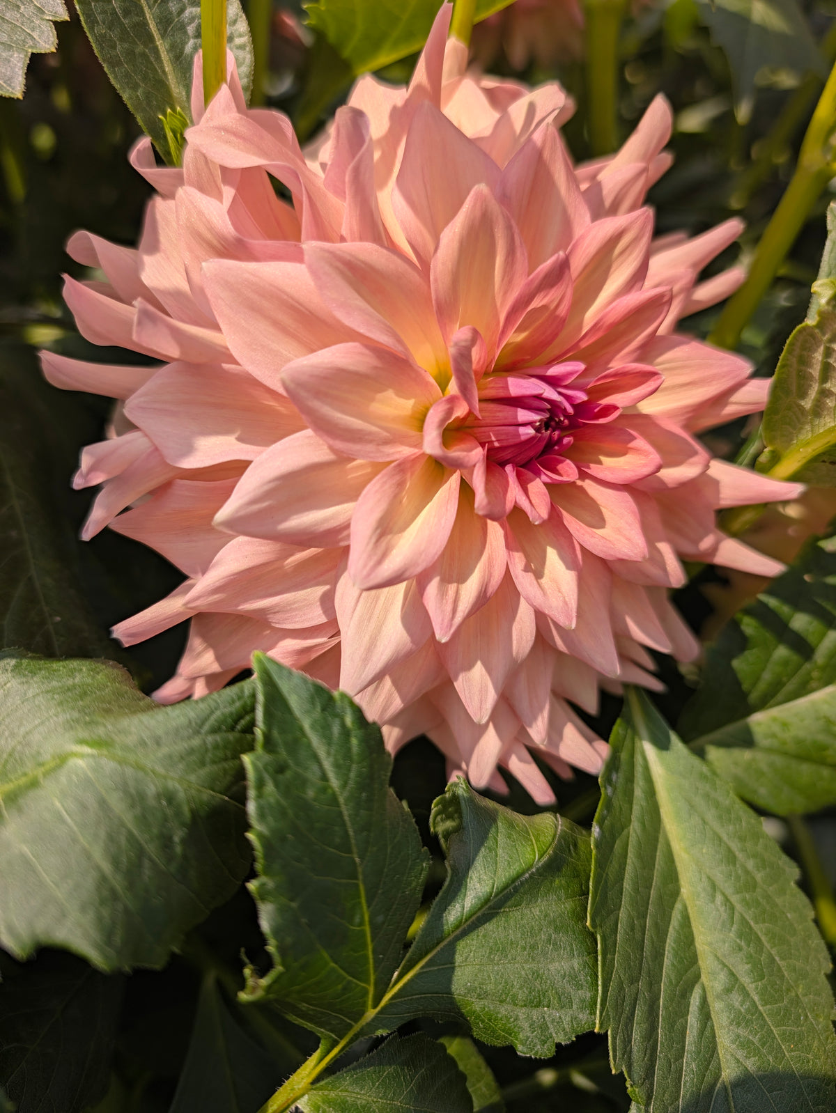 Everbloom Lullaby