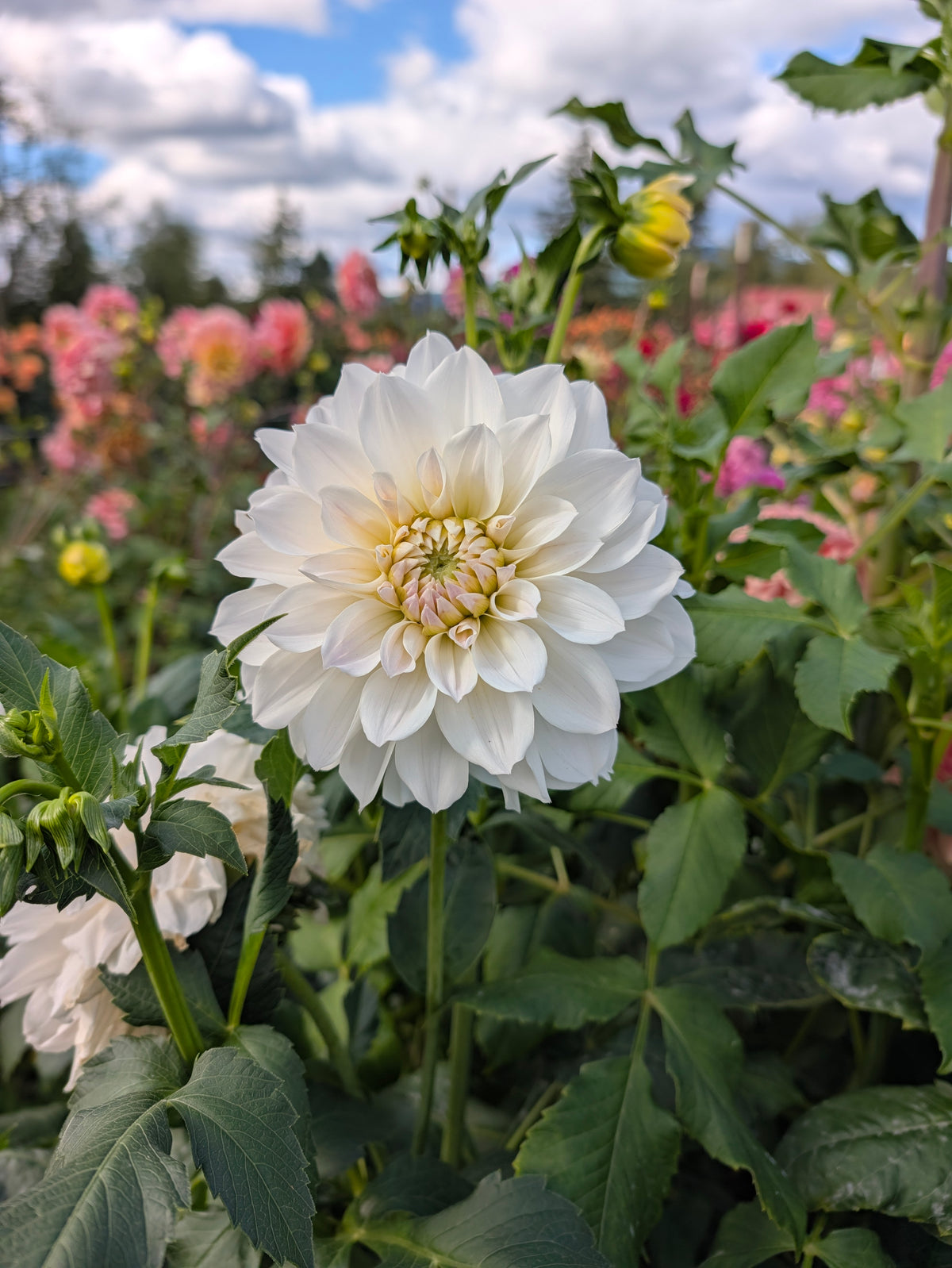 Everbloom First Dance