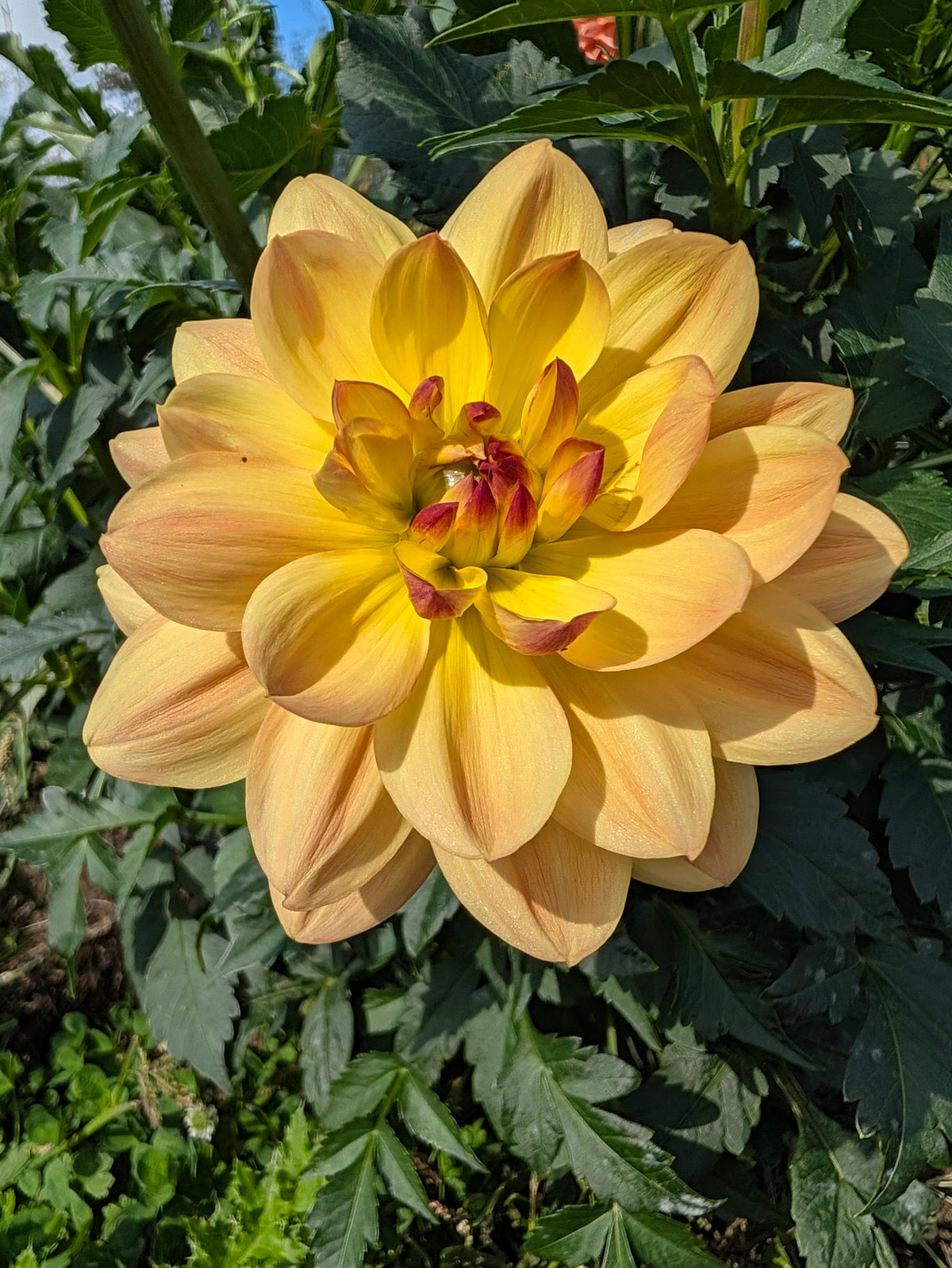 Bracken Lorelei