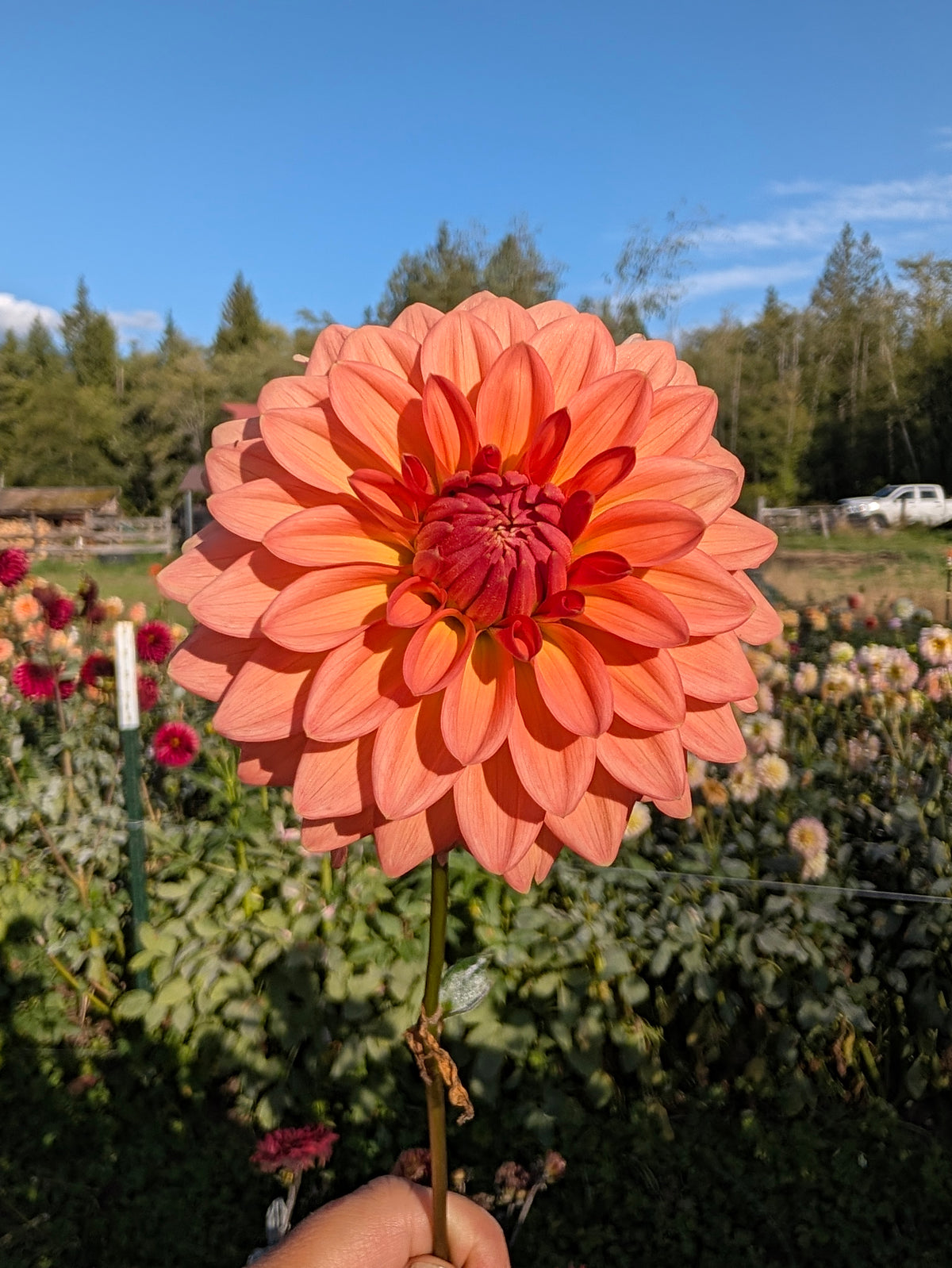 Lee's Zesty Peach