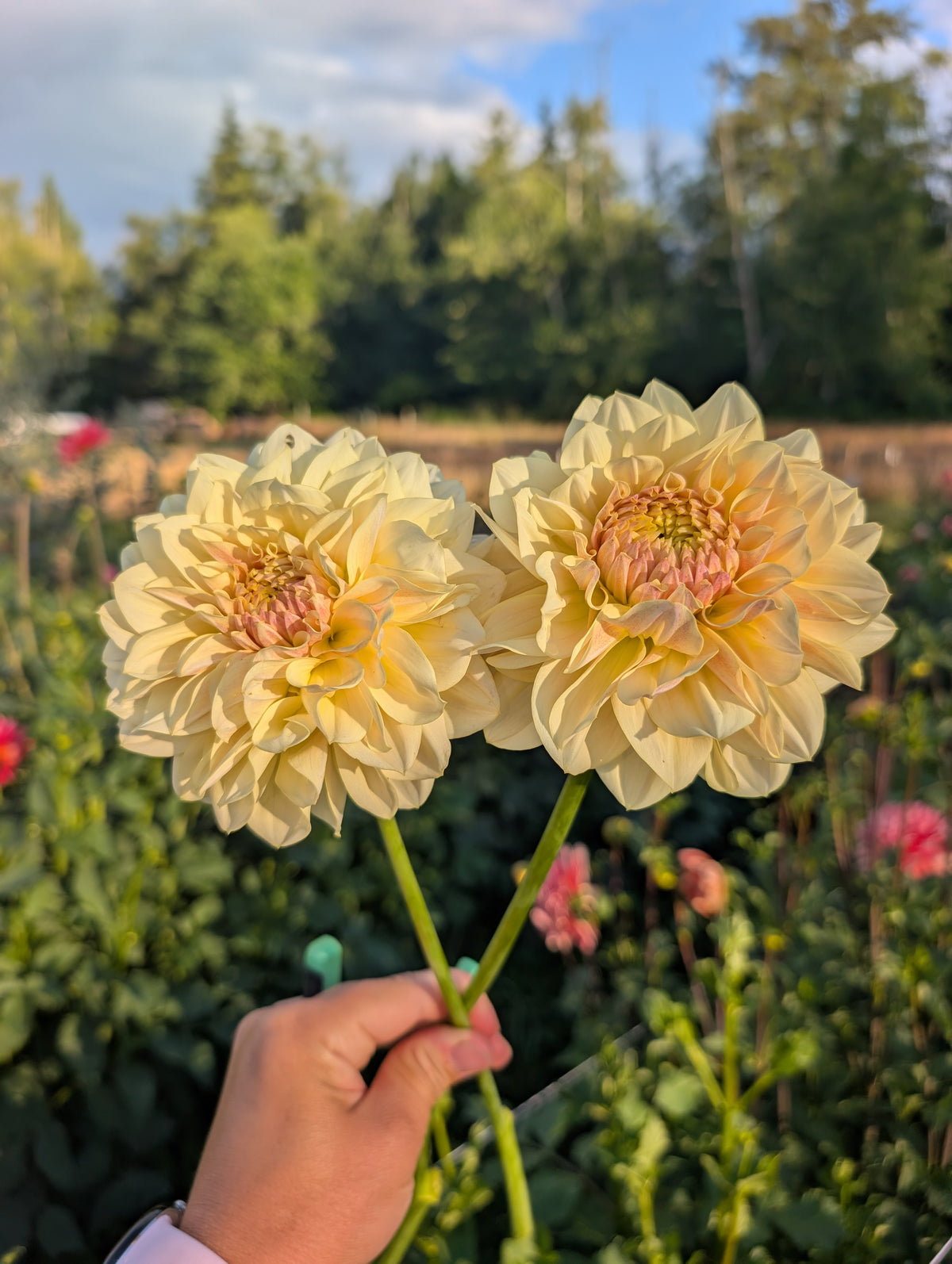 LTF Lemon Blush
