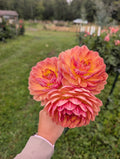 Sandia Marmalade