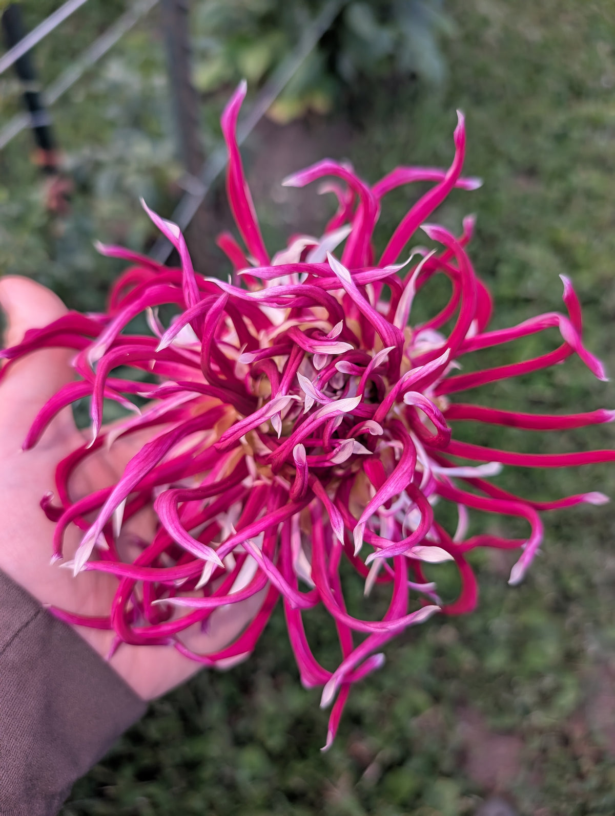 Hollyhill Spider Woman