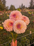 Arnside Rose