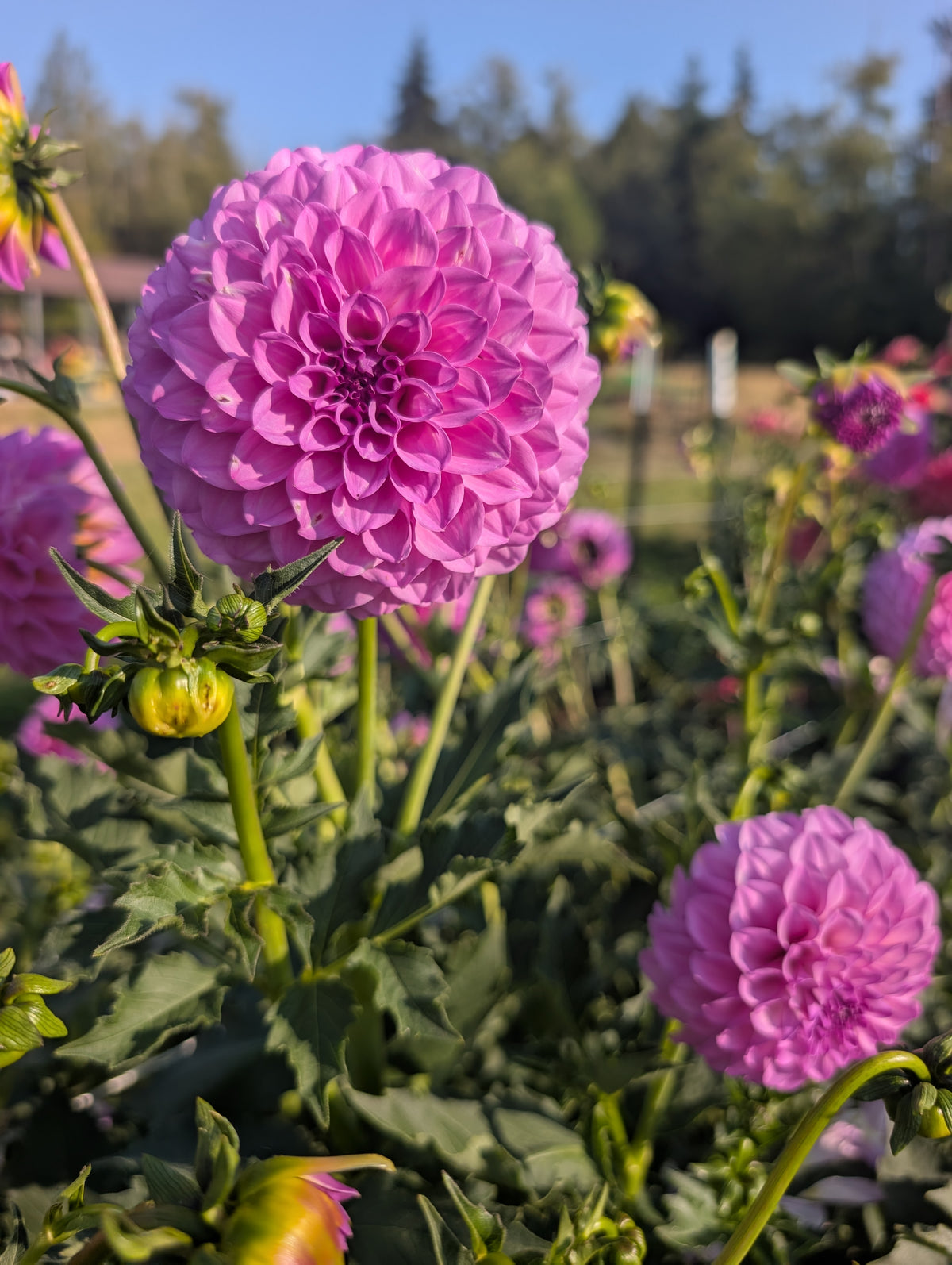 20th Ave Pure Prince