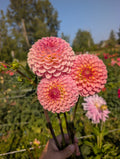 Hapet Daisy