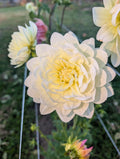 Cream Beauty