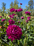 Sandia Regal